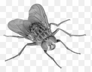 House Fly Png Transparent - Portable Network Graphics Emoji,Flies Emoji