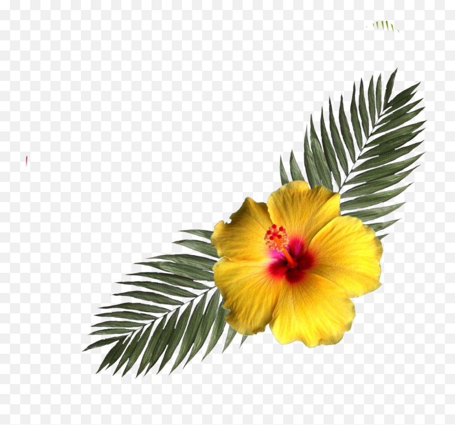 Hibiscus Flower Tropicalflower Sticker - Transparent Png Corner Png Tropical Emoji,Tropical Flower Emoji