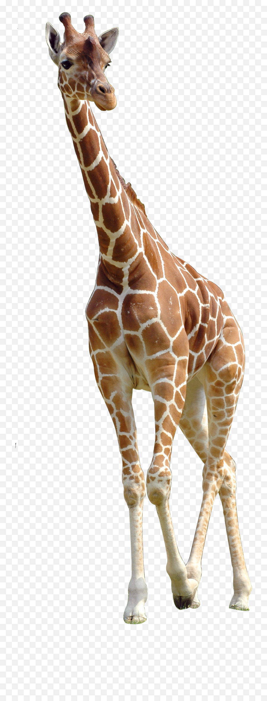 Free Transparent Northern Giraffe Png - Giraffe Animal Png Emoji,Giraffe Emoji Png