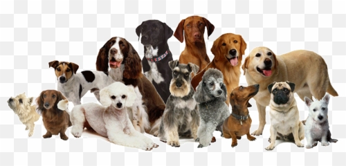 Genetics Of Dogs - Different Breeds Of Dogs In One Emoji,Canine Emotions