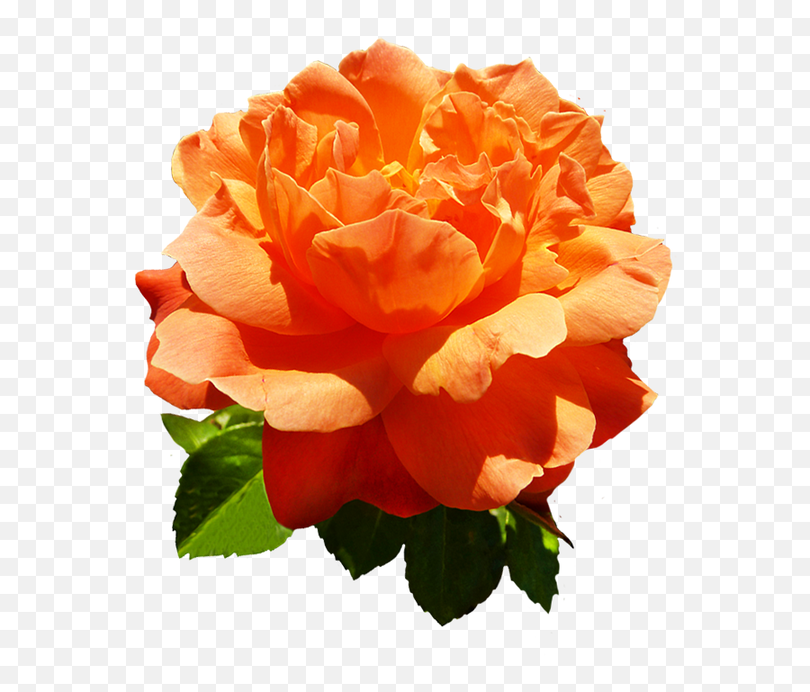 Rose Clipart Head Rose Head Transparent Free For Download - Orange Roses Png Emoji,Two Roses Emoji