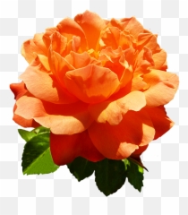 Rose Clipart Head Rose Head Transparent Free For Download - Orange Roses Png Emoji,Two Roses Emoji