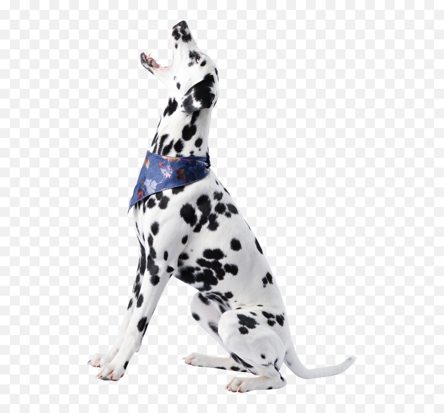 Download Dog Images Hd Png Png U0026 Gif Base - Training Dog Jumping For Treat Emoji,Dog Emoticon Package Download Free