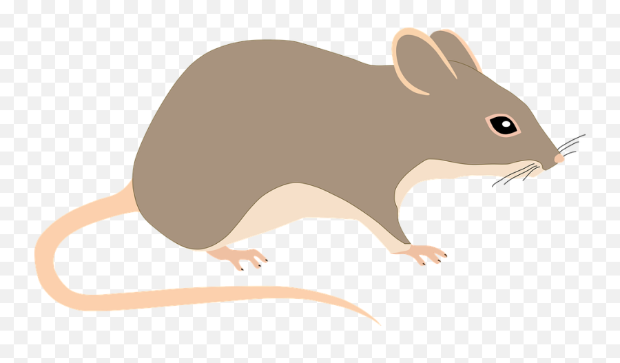 Free Rats Mouse Illustrations - Rat Png Emoji,Gerbil Tail Emotions