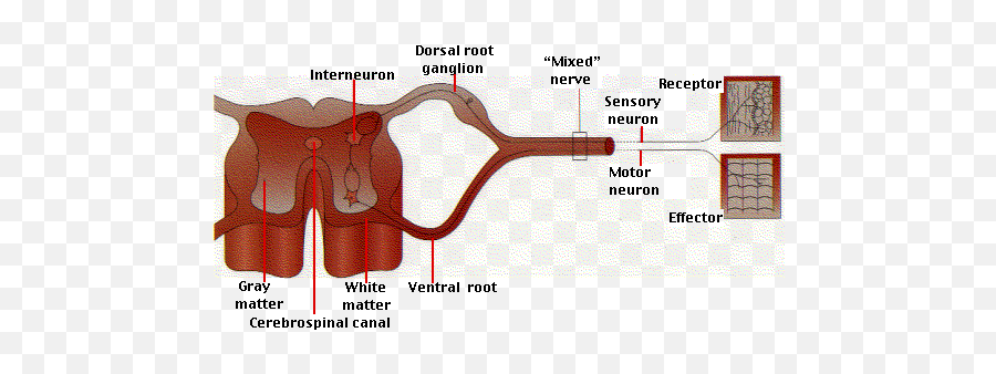 The Central Nervous System - Cell Body Of Sensory Neuron Emoji,Neural Centers In The Limbic System Linked To Emotion