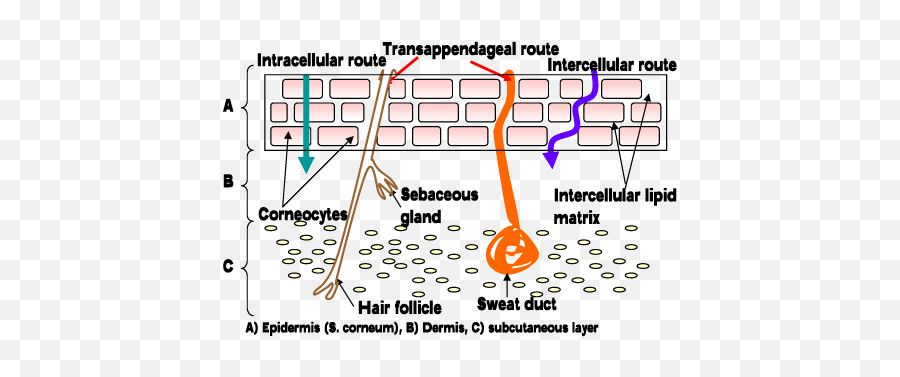 Complete Html U2013 Pesticides Research No 124 2009 U2013 Dermal - Mechanism Of Drug Penetration Through Skin Emoji,Im In A Caged Field Of Emotions Gif