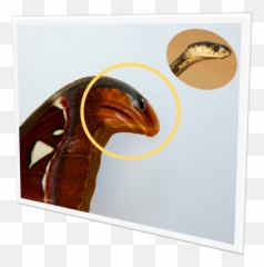 Attacus Atlas - Atlas Moth Taxo4254 Wikinus Emoji,Zzz Ant Ladybug Ant Emoji