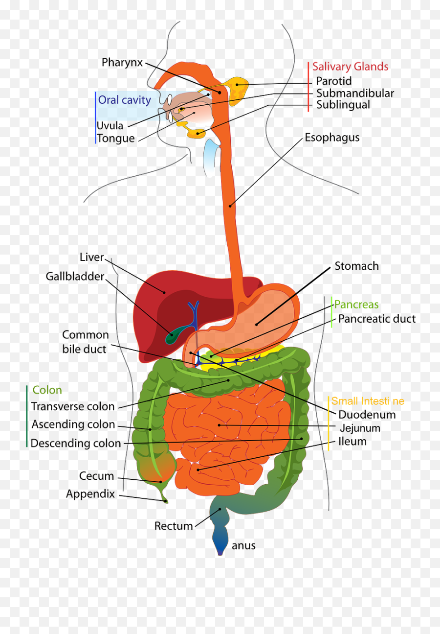 Lower Right Abdominal Pain - Digestive System Diagram Emoji,Emotions Stored In The Body