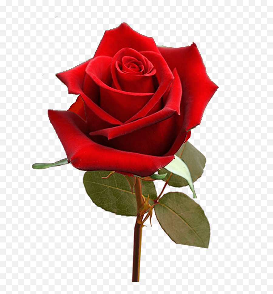 Single Valentineu0027s Day Roses For Flower Sale Fundraiser Emoji,Your Emojis Vantines Day 3 9 19