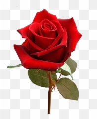 Single Valentineu0027s Day Roses For Flower Sale Fundraiser Emoji,Your Emojis Vantines Day 3 9 19