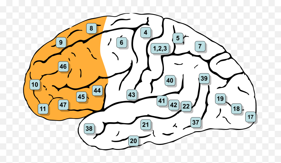 Prefrontal Cortex - Areas De Brodmann Lobulo Frontal Emoji,Frontal Lobe Emotion