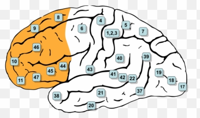 Prefrontal Cortex - Areas De Brodmann Lobulo Frontal Emoji,Frontal Lobe Emotion