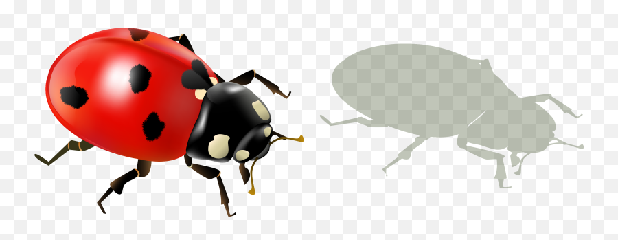 Ladybug Insect Png Transparent Image Png Arts Emoji,Transparent Ladybug Emoji