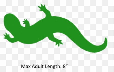 Reptile Clipart Salamander - Mudpuppy Silhouette Emoji,Salamander Emoji