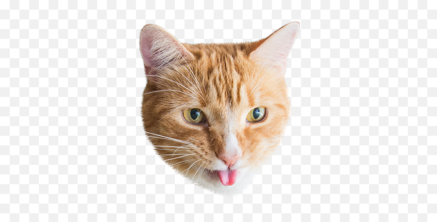 Cat Stamp Cute Stickers Of Cats By Copter Labs - Domestic Cat Emoji,Understanding Cats Emotions