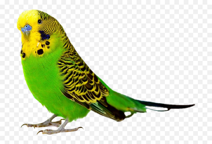 Budgie Psd Official Psds - Pet Bird White Background Emoji,Parakeet Emoji