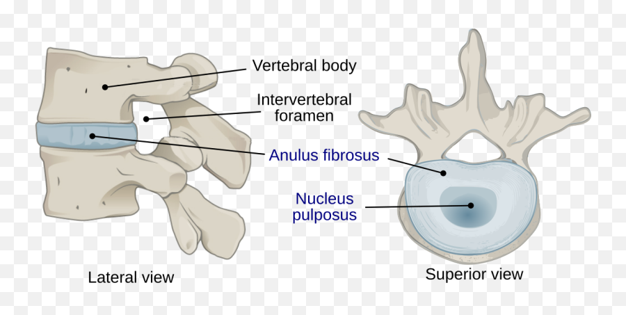 Intervertebral Disc - Intervertebral Disc Emoji,Molecules Of Emotion Flipkart