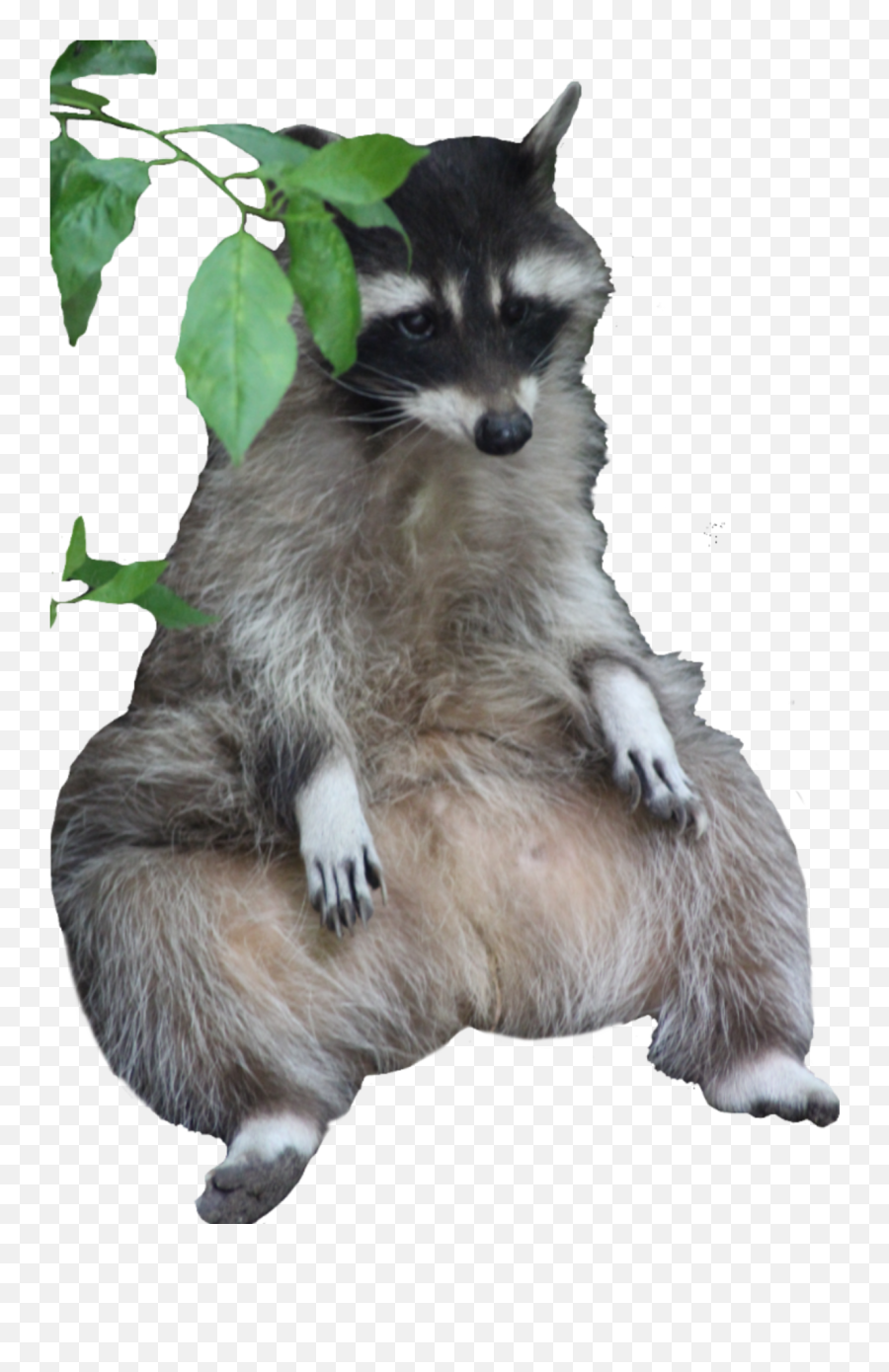 Racoon Sticker - Raccoon Emoji,Racoon Emoji