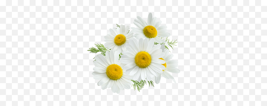 Chamomile Camomile Png Images Daisy Daisies 2png Emoji,Chamoile Emotions