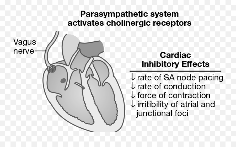 Cardiovascular System Springer Publishing - Sa Node Repair Emoji,Tripartite Model Of The Impact Of The Family On Children’s Emotion Regu- Lation And Adjustment. Cardiovascular System Springer Publishing - Sa Node Repair Emoji,Tripartite Model Of The Impact Of The Family On Children’s Emotion Regu- Lation And Adjustment.