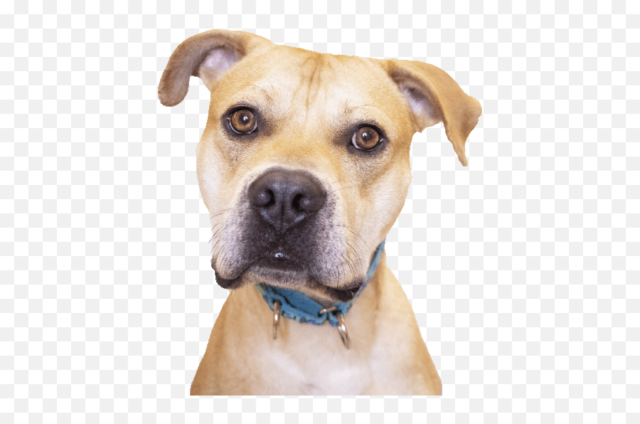 Kc Pet Project U2013 Kansas City Missouri Animal Shelter - Martingale Emoji,Emotion Smoulder