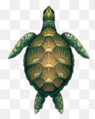 Discover Trending - Color Images Of Green Turtle Emoji,How To Make A Turtle Emoticon