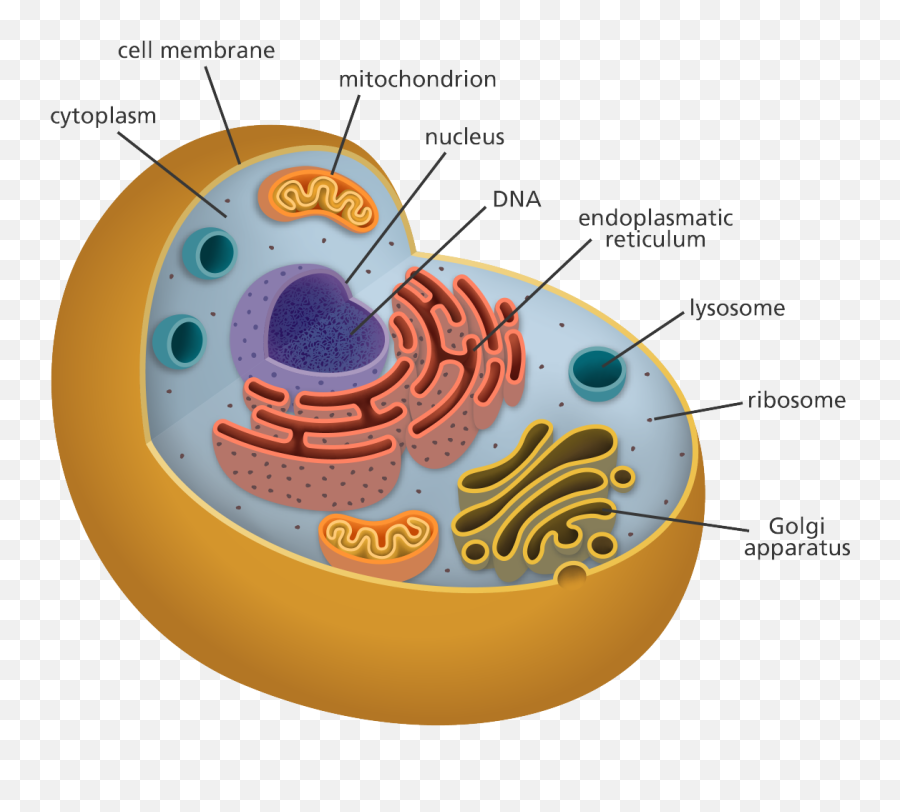 Parts Of The Cell Diagram - Parts Of A Cell Emoji,Unit 8b Emotions Stress And Health Worksheet