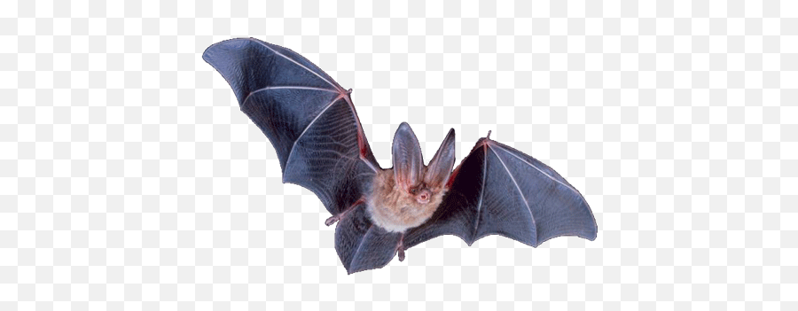 Bat Png Fly Transparent Background Image - Lifepng Long Eared Bat Png Emoji,Bat Emojis