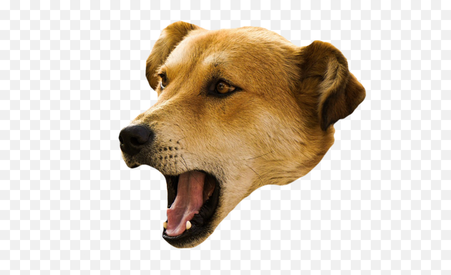 Dogs - Collar Emoji,Shih Tzu Emoji Smile I Love You