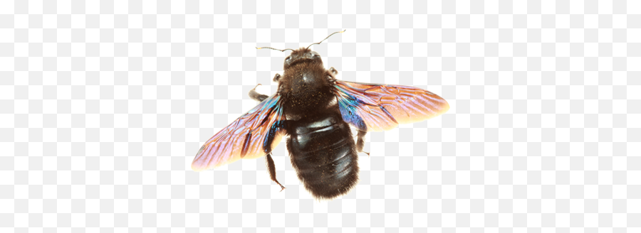 A - 1 Exterminating Company Inc Carpenter Bees Wasps Emoji,Type A Bee Emoticon Twitter