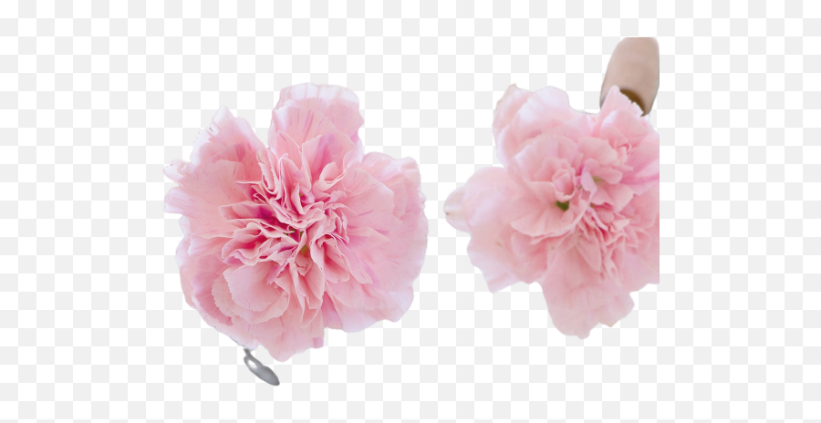 Narcissus Pink Charm Png Images Download Narcissus Pink Emoji,Lotus Emoji Flower