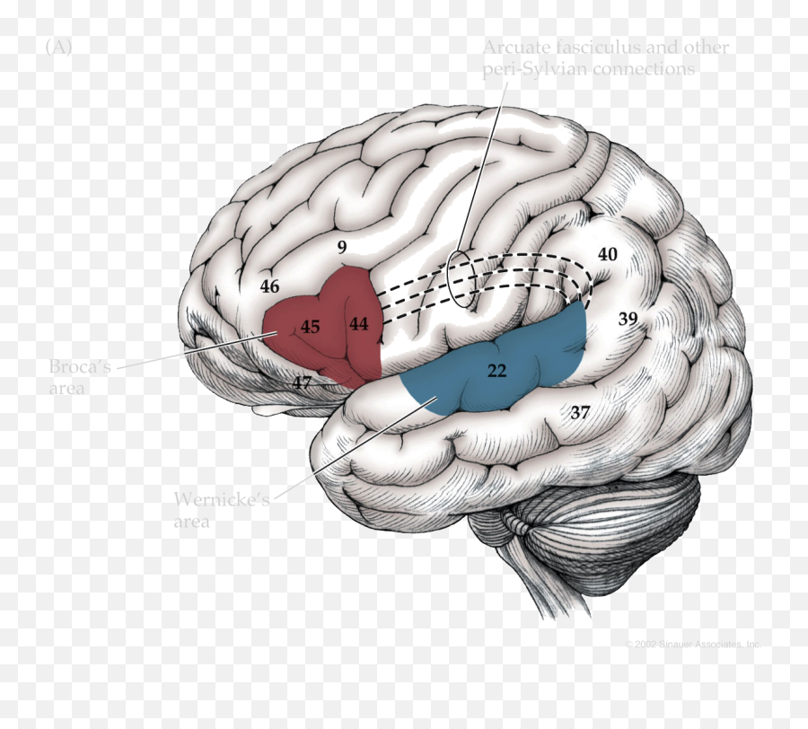 Brain Networks - Cerebral Cortex Emoji,Parts Of The Brain That Control Emotion