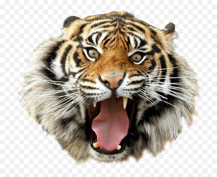 Download Angry Tiger Transparent Background Clip Art - First Roaring Tiger Transparent Background Emoji,Angry Emoji Meme
