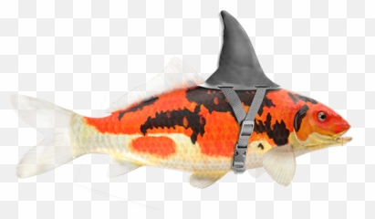 About - Koi Emoji,Animals That Evoke Emotion