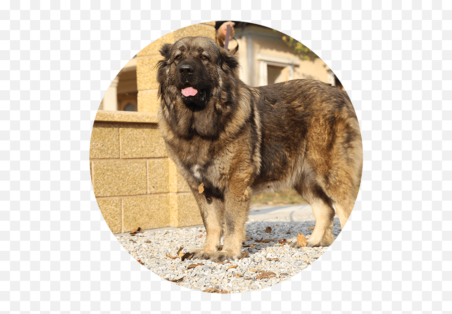Titans - Northern Breed Group Emoji,Caucasian Mountain Shepherd Puppy Emoticon