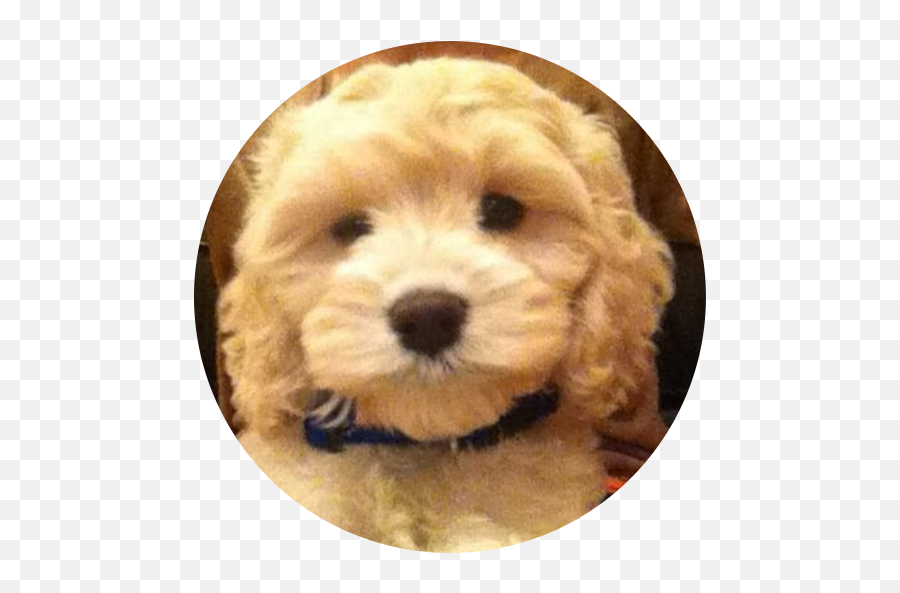 Dr - Northern Breed Group Emoji,Labradoodle Emoji