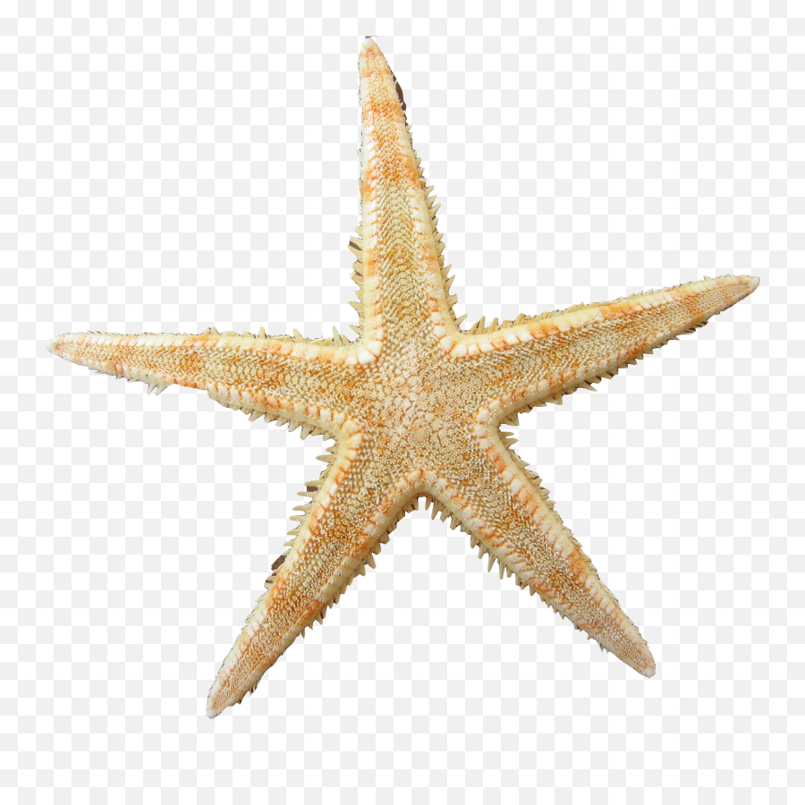Yellow Clipart Sea Star - Starfish Png Download Full Sea Stars Png Emoji,Starfish Emoticon For Facebook