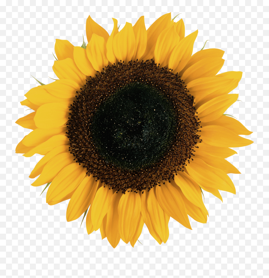 Aesthetic Sunflowers Png - Largest Wallpaper Portal Clear Background Sunflower Transparent Png Emoji,Emojis Sunflower