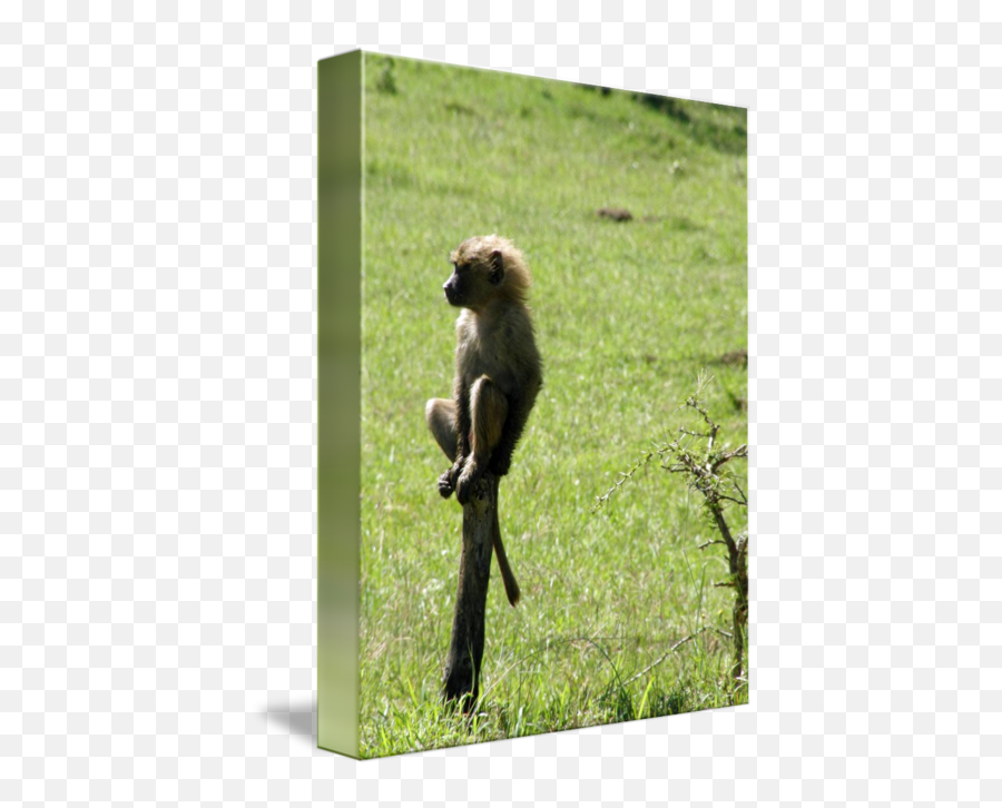 Monkey On A Stick By James Wells Emoji,Emotions Of A White-faced Capuchin Monkey