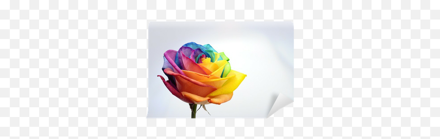 Wall Mural Close Up Of Rainbow Rose Flower - Pixershk Emoji,Rose Emoji