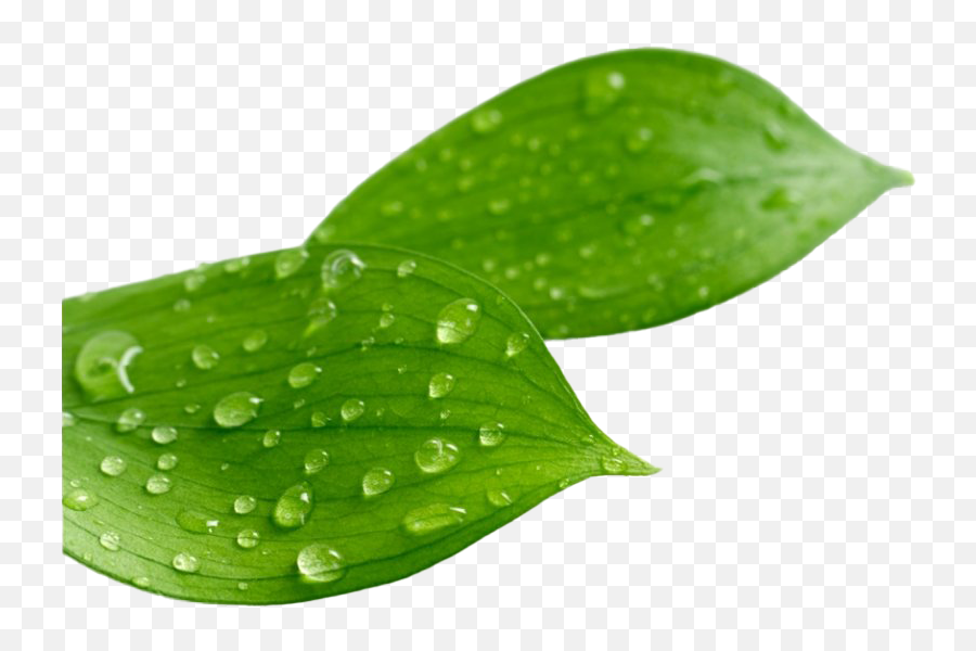 Leaf Water Drop Png Clipart Png Mart Emoji,Water Drip Emoji
