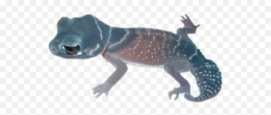 Salamander Blue Animal Filler Sticker - House Geckos Emoji,Salamander Emoji