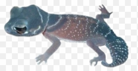 Salamander Blue Animal Filler Sticker - House Geckos Emoji,Salamander Emoji