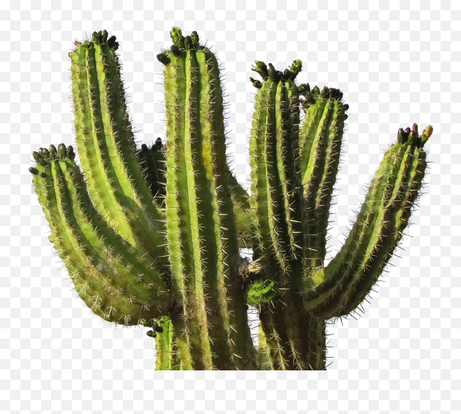 Cactus Png - 10 Free Hq Online Puzzle Games On Cactus Png Emoji,Cactus Emoji Png