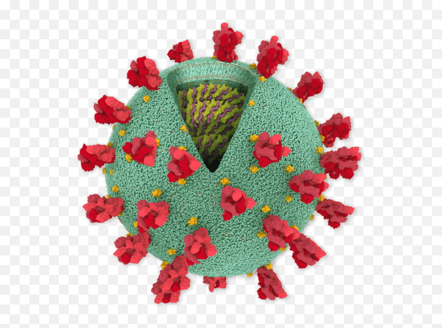 The Genome Structure Of Coronavirus - Inside The Coronavirus Emoji,Tim Webb Emotion Regulation