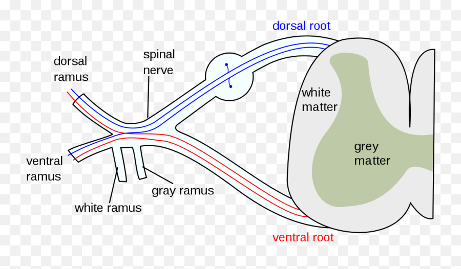 Grey Matter - Spinal Nerves Formation Emoji,Neural Centers In The Limbic System Linked To Emotion