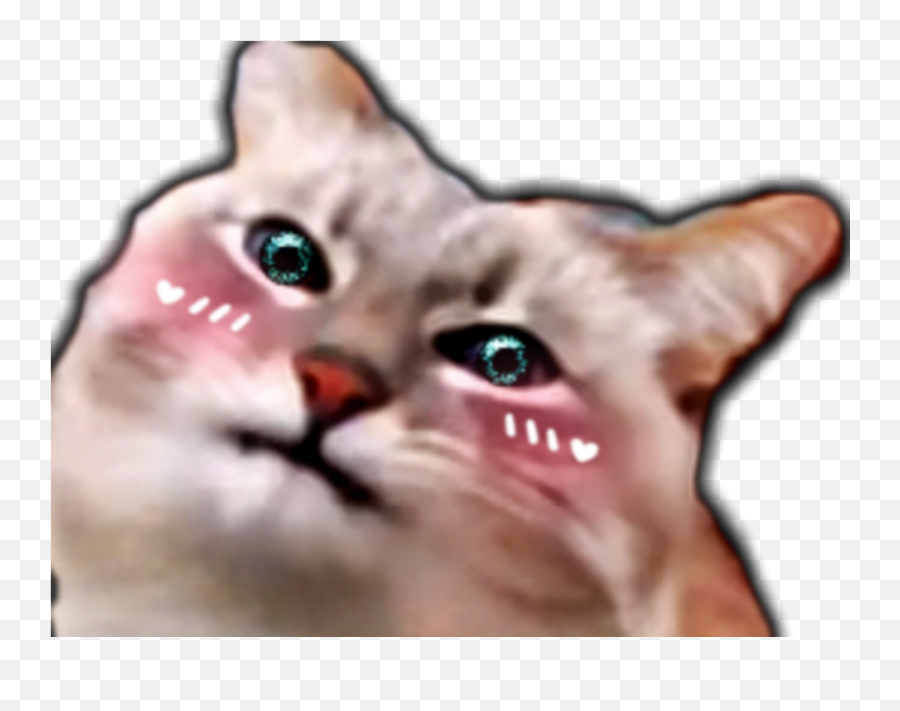 Kawaii Blini Cat Sticker - Domestic Cat Emoji,Cat Blins Emotion