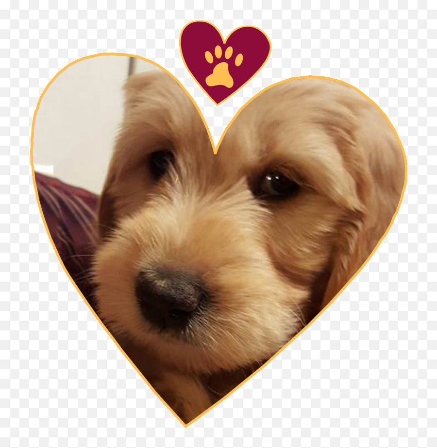 Looking For A Loving Home For Our Goldendoodle Puppies - Goldendoodle Emoji,Doodle Mouths Emotions