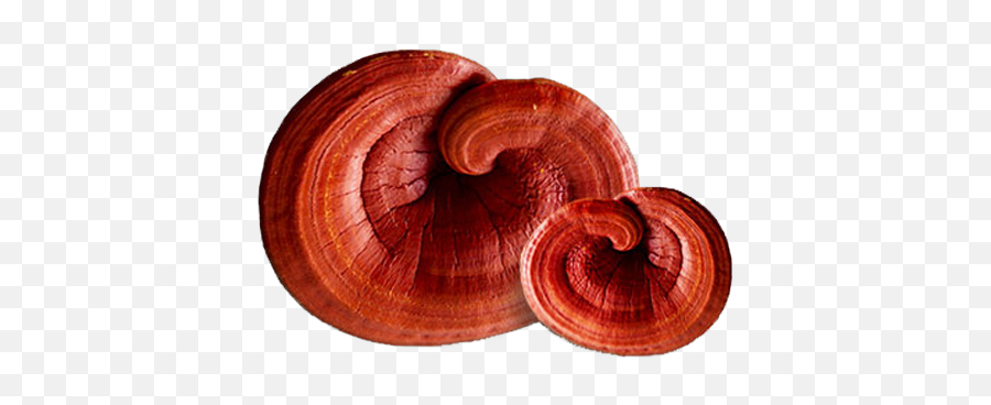 About - Reishi Transparent Emoji,Shitake Emotion