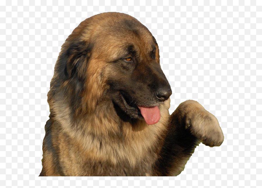 Download Long - Estrela Mountain Dog Dog Emoji,Caucasian Mountain Shepherd Puppy Emoticon